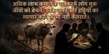 selling-the-old-cows-for-money
